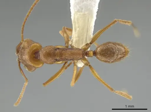 Anochetus minans specimen