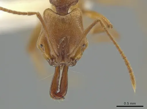 Anochetus minans specimen