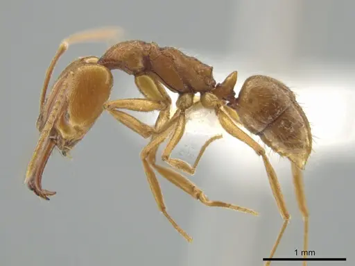 Anochetus minans specimen