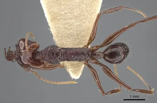 Anochetus mixtus specimen
