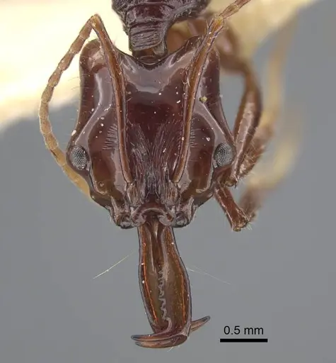 Anochetus mixtus specimen