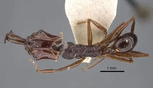 Anochetus mixtus - CASENT0917356