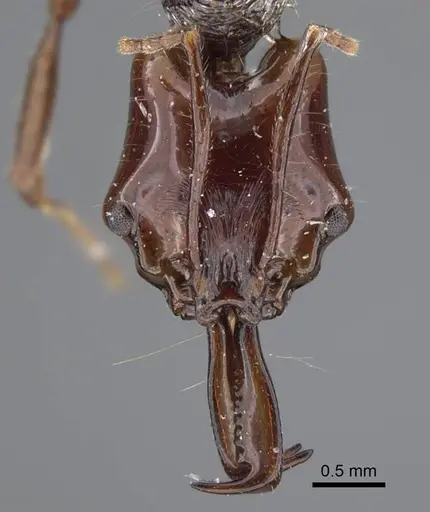 Anochetus mixtus - CASENT0917356