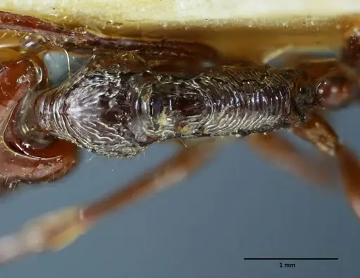 Anochetus mixtus - SEMUT20160428B