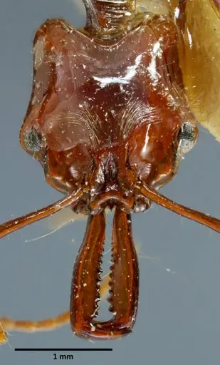 Anochetus mixtus - SEMUT20160428B