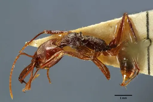 Anochetus mixtus - SEMUT20160428B