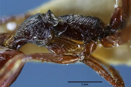 Anochetus mixtus - SEMUT20160428B