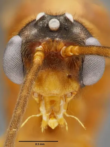 Anochetus mixtus - SEMUT20160520A