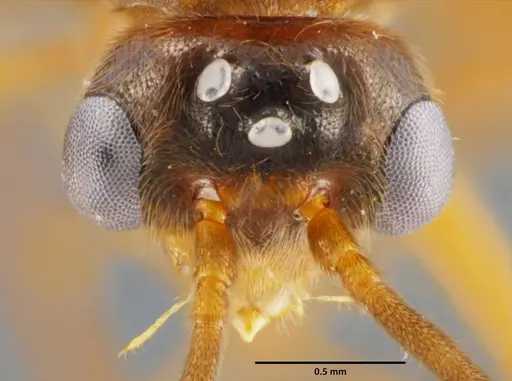 Anochetus mixtus - SEMUT20160520A