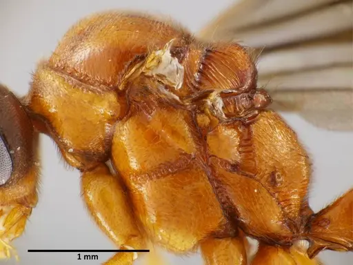 Anochetus mixtus - SEMUT20160520A