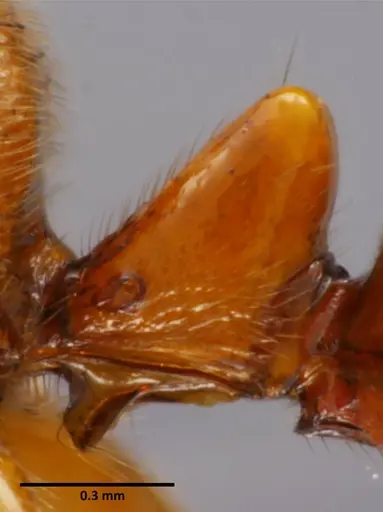 Anochetus mixtus - SEMUT20160520A