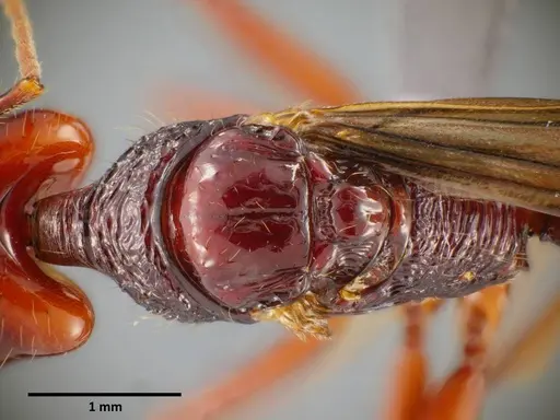 Anochetus mixtus - SEMUT20160520B