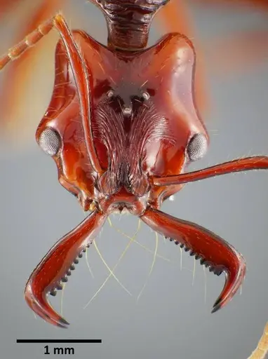 Anochetus mixtus - SEMUT20160520B