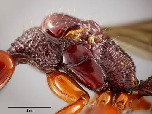 Anochetus mixtus - SEMUT20160520B