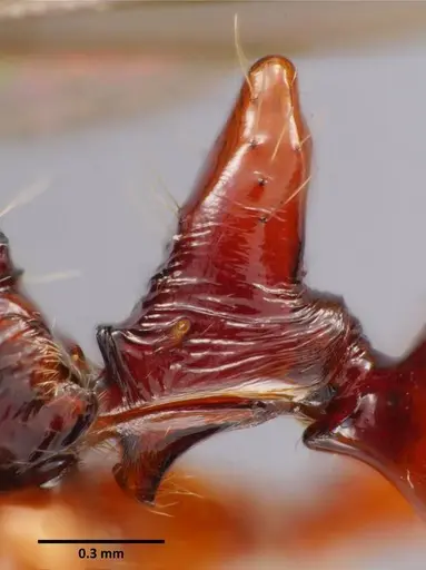 Anochetus mixtus - SEMUT20160520B