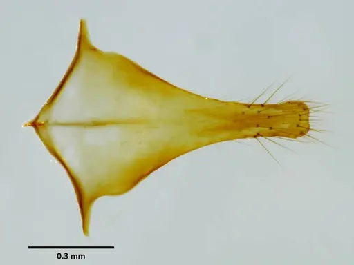 Anochetus mixtus - SEMUT20160525H