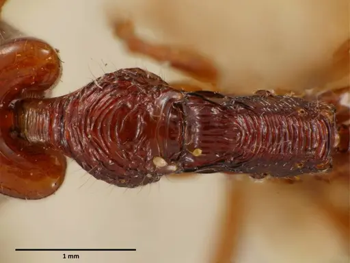 Anochetus mixtus - SEMUT20160608A