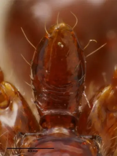 Anochetus mixtus - SEMUT20160608A