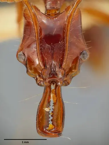 Anochetus mixtus - SEMUT20160608A