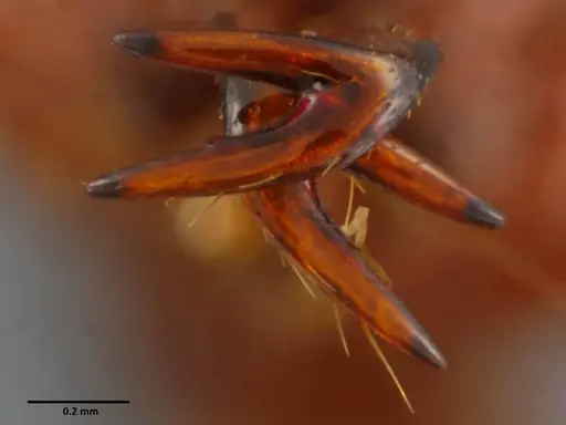 Anochetus mixtus - SEMUT20160608A