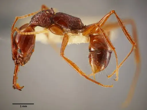 Anochetus mixtus - SEMUT20160608A