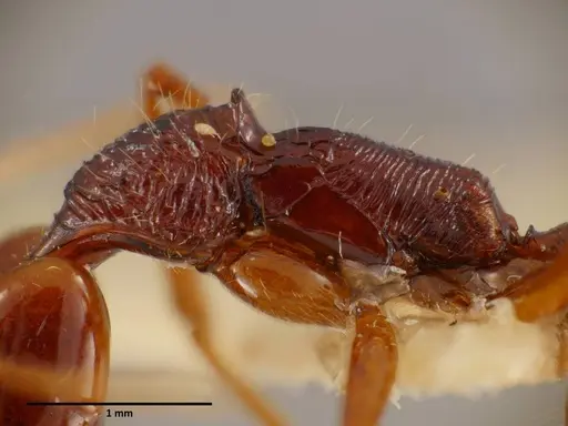 Anochetus mixtus - SEMUT20160608A