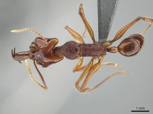 Anochetus mixtus - ZRC