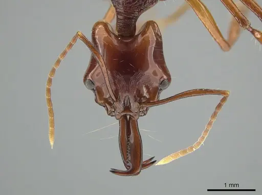 Anochetus mixtus - ZRC