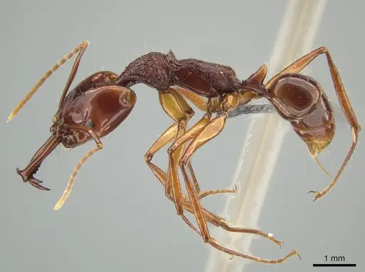 Anochetus mixtus - ZRC