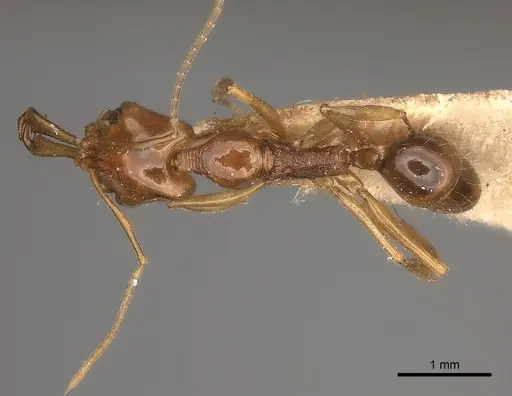 Anochetus modicus specimen