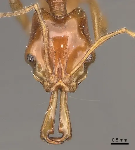 Anochetus modicus specimen