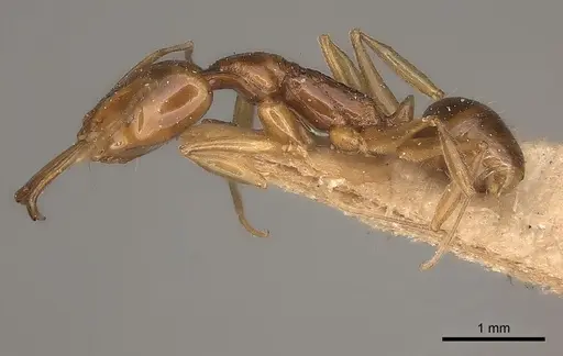 Anochetus modicus specimen