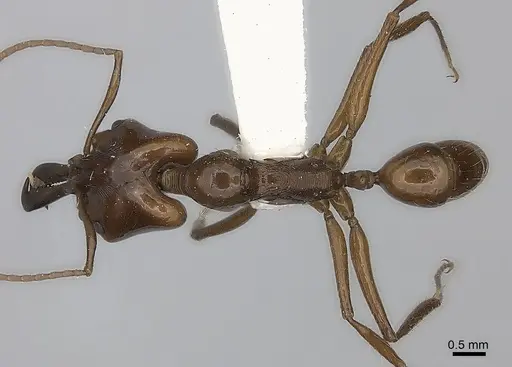 Anochetus muzziolii specimen