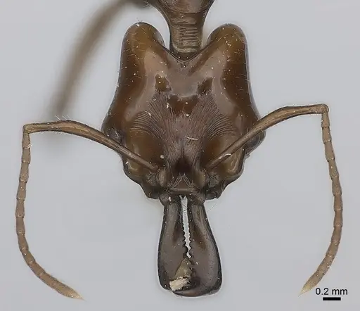 Anochetus muzziolii specimen