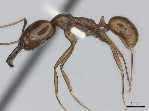 Anochetus muzziolii specimen