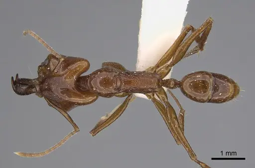 Anochetus muzziolii - CASENT0923411