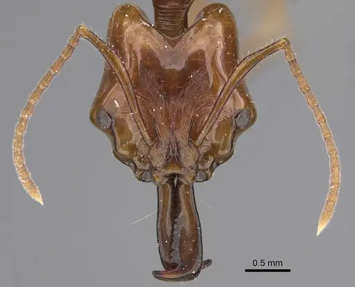 Anochetus muzziolii - CASENT0923411