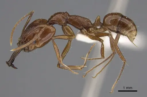 Anochetus muzziolii - CASENT0923411