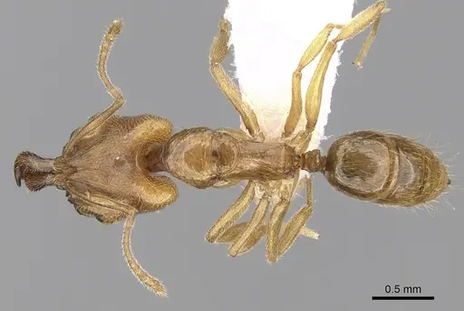 Anochetus myops specimen