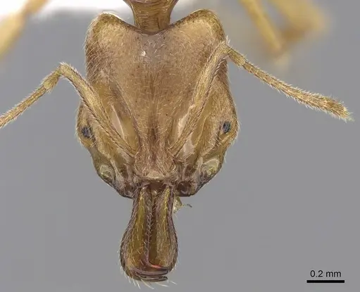 Anochetus myops specimen