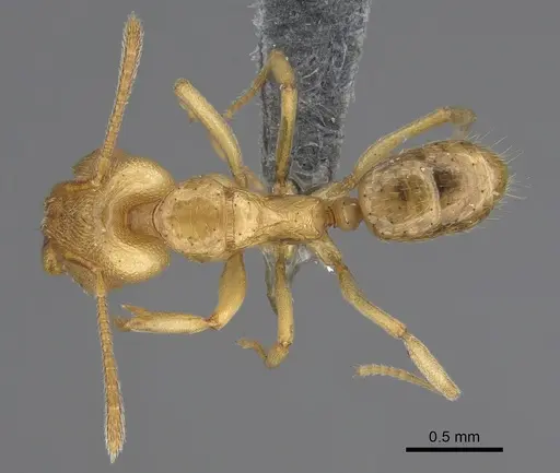 Anochetus myops - CASENT0387787