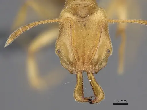 Anochetus myops - CASENT0387787