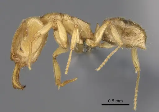 Anochetus myops - CASENT0387787