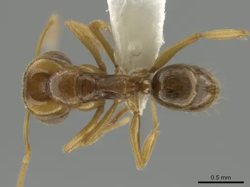 Anochetus myops - CASENT0634708