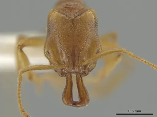 Anochetus myops - CASENT0634708