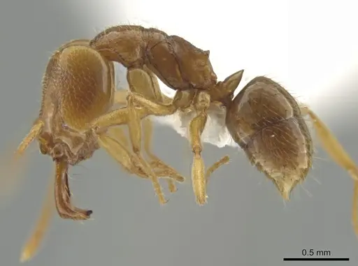 Anochetus myops - CASENT0634708