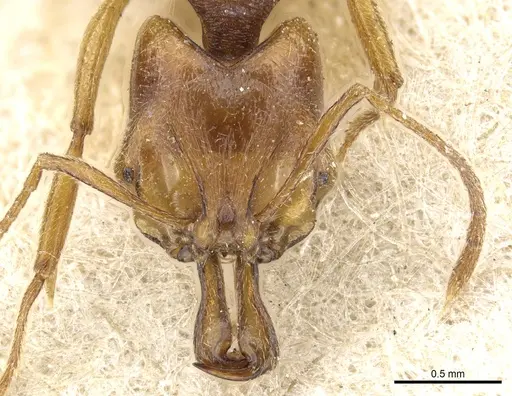 Anochetus myops - CASENT0903979