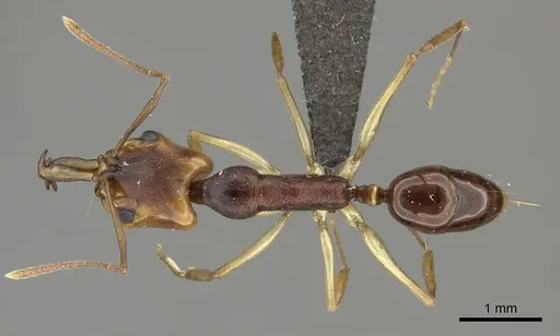 Anochetus natalensis specimen