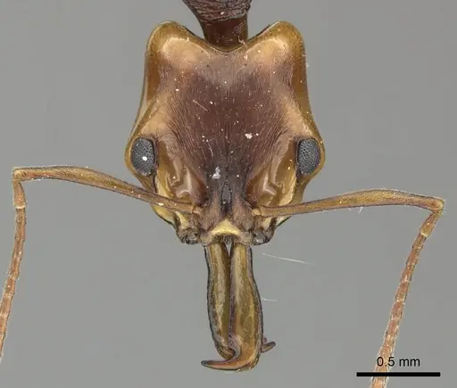 Anochetus natalensis specimen