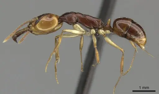 Anochetus natalensis specimen